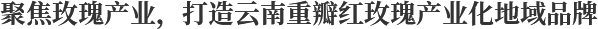 聚焦玫瑰产业，打造云南重瓣红玫瑰产业化地域品牌